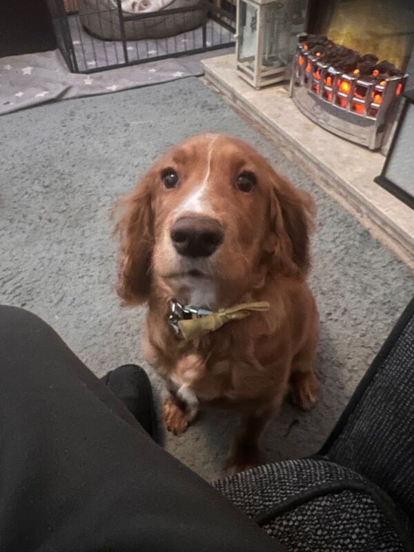 Cocker spaniel fox red for sale in Netherfield, Nottinghamshire