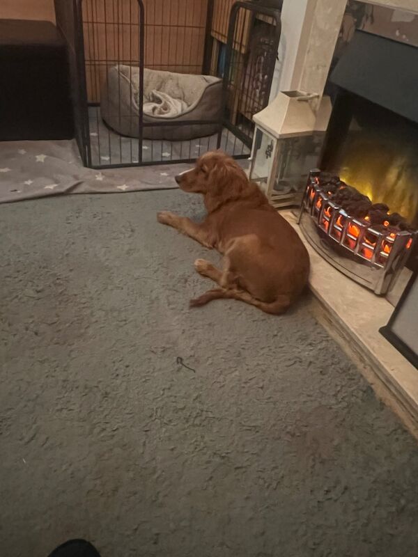 Cocker spaniel fox red for sale in Netherfield, Nottinghamshire - Image 2