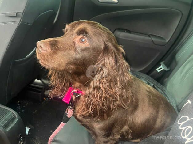 Cocker spaniel girl for sale in Nelson, Lancashire - Image 1