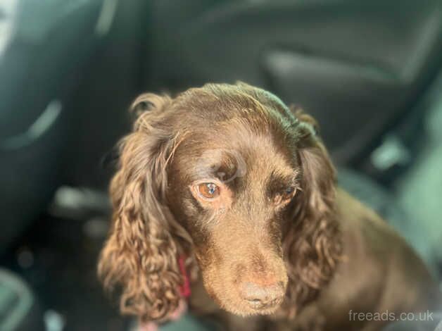 Cocker spaniel girl for sale in Nelson, Lancashire - Image 2