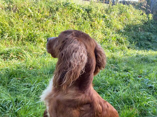 Cocker spaniel girl for sale in Brighton, West Sussex - Image 1