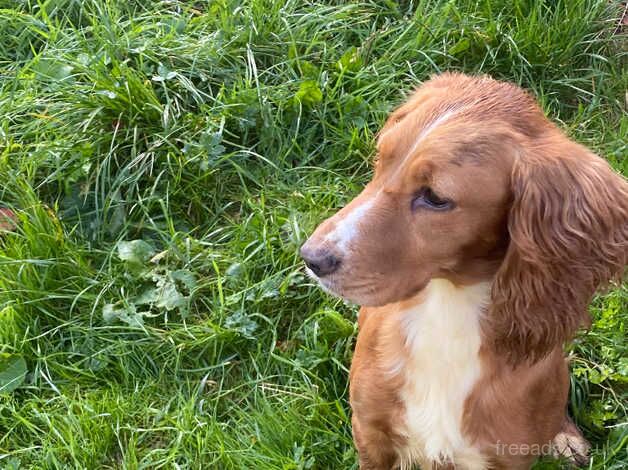 Cocker spaniel girl for sale in Brighton, West Sussex - Image 2