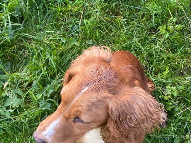 Cocker spaniel girl for sale in Brighton, West Sussex - Image 3