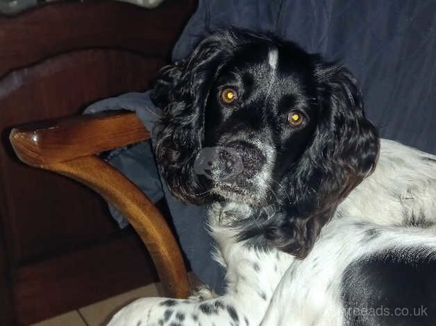 cocker spaniel girl for sale in Darlington, County Durham - Image 1