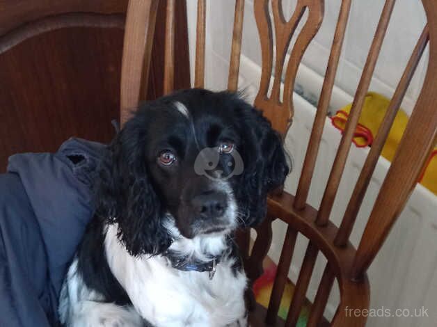 cocker spaniel girl for sale in Darlington, County Durham - Image 3