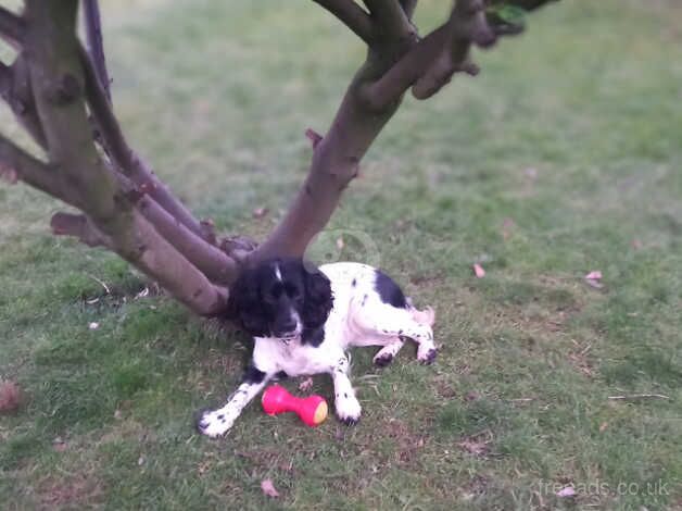 cocker spaniel girl for sale in Darlington, County Durham - Image 4