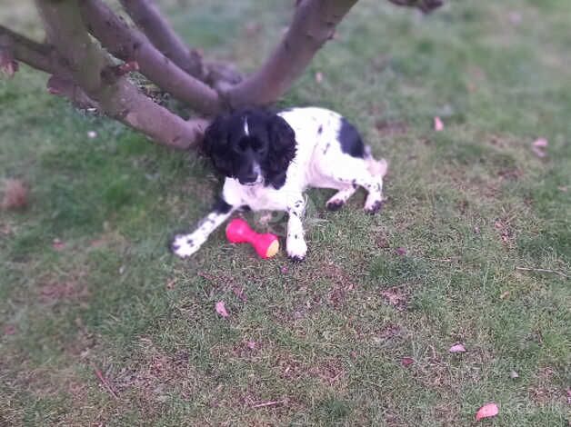 cocker spaniel girl for sale in Darlington, County Durham - Image 5