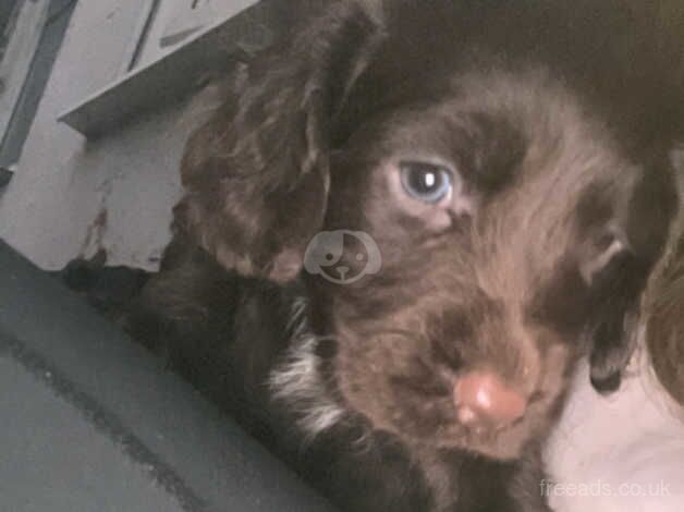 Cocker spaniel girl for sale in Doncaster, South Yorkshire