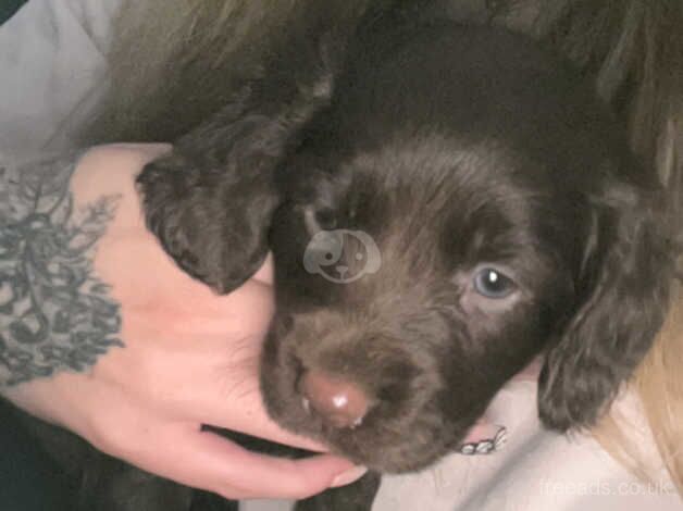 Cocker Spaniel Puppies for sale in South Yorkshire