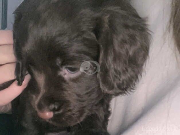 Cocker Spaniel Puppies for sale