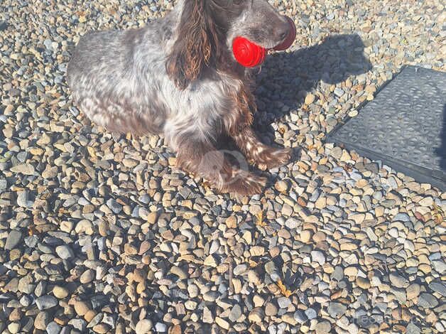 Cocker spaniel girl needs rehomed for sale in Thirsk, North Yorkshire