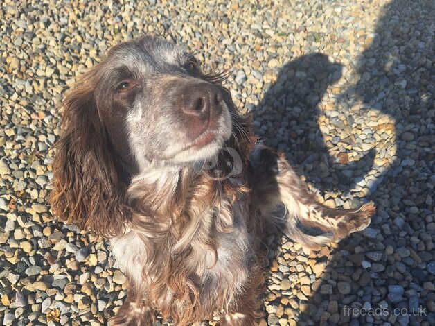 Cocker spaniel girl needs rehomed for sale in Thirsk, North Yorkshire - Image 2