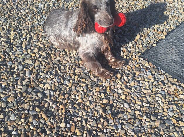 Cocker spaniel girl needs rehomed for sale in Thirsk, North Yorkshire - Image 3