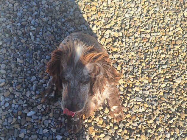 Cocker spaniel girl needs rehomed for sale in Thirsk, North Yorkshire - Image 4