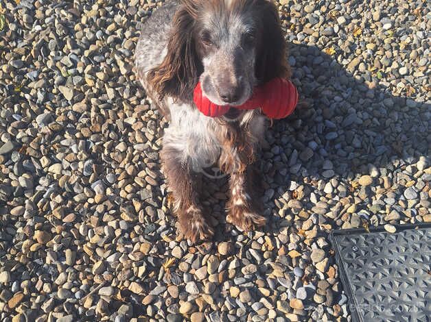 Cocker spaniel girl needs rehomed for sale in Thirsk, North Yorkshire - Image 5