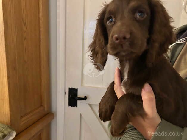 Cocker spaniel girl pup for sale in Preston, East Lothian