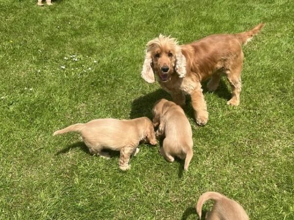 Cocker spaniel golden show puppies for sale in Dutton, Cheshire - Image 1