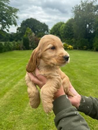 Cocker spaniel golden show puppies for sale in Dutton, Cheshire - Image 2
