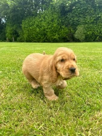 Cocker spaniel golden show puppies for sale in Dutton, Cheshire - Image 3