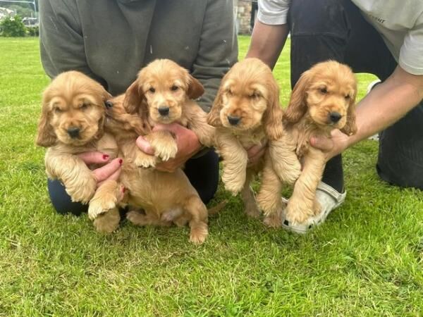Cocker spaniel golden show puppies for sale in Dutton, Cheshire - Image 4