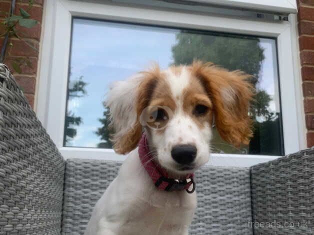 Cocker spaniel for sale in Kent - Image 1