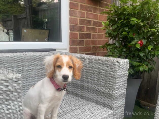 Cocker spaniel for sale in Kent - Image 3