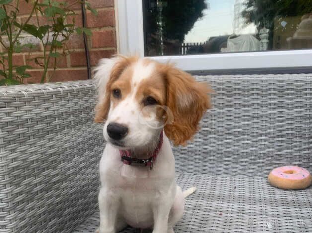 Cocker spaniel for sale in Kent - Image 4