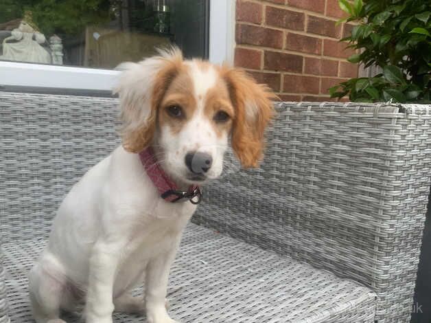 Cocker spaniel for sale in Kent - Image 5