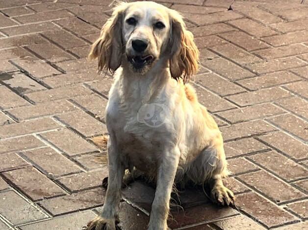 Cocker spaniel for sale in Ashford, Kent - Image 1