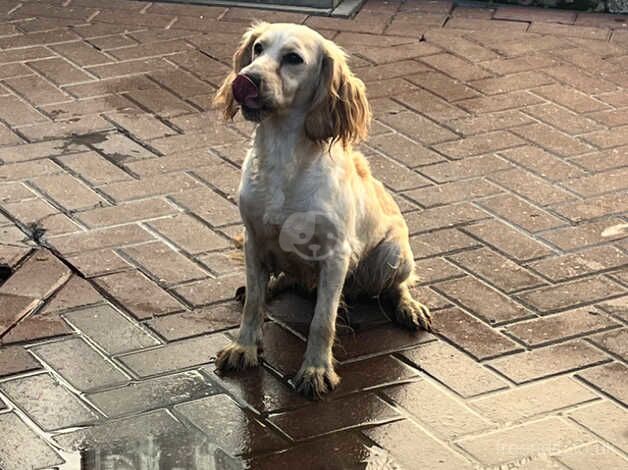 Cocker spaniel for sale in Ashford, Kent - Image 2