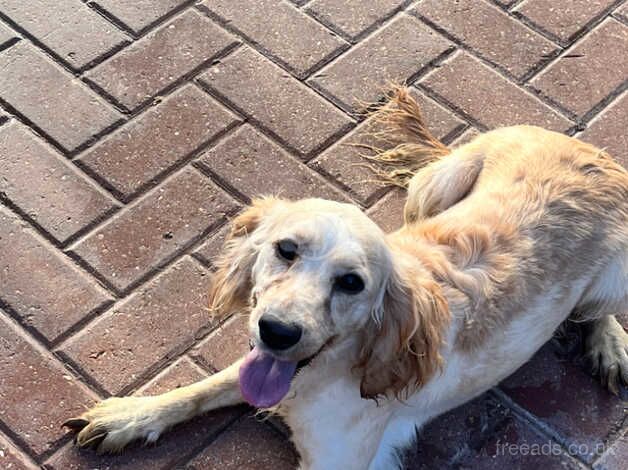 Cocker spaniel for sale in Ashford, Kent - Image 5