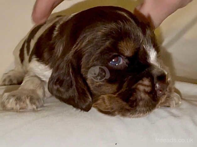 Cocker spaniel for sale in Aylesford, Kent - Image 1