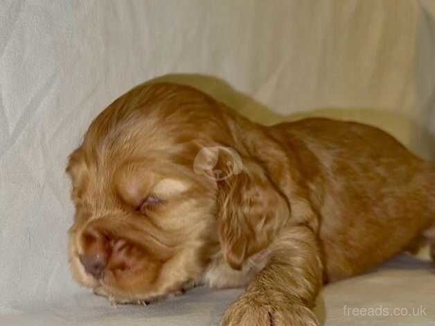 Cocker spaniel for sale in Aylesford, Kent - Image 2