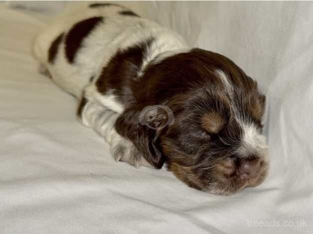 Cocker spaniel for sale in Aylesford, Kent - Image 3