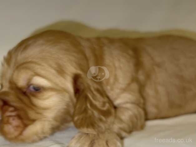 Cocker spaniel for sale in Aylesford, Kent - Image 4