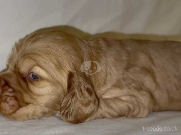 Cocker spaniel for sale in Aylesford, Kent - Image 5