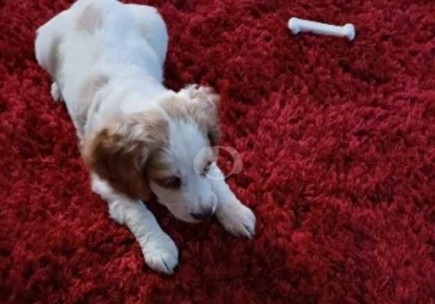 Cocker Spaniel for sale in Ayr, South Ayrshire