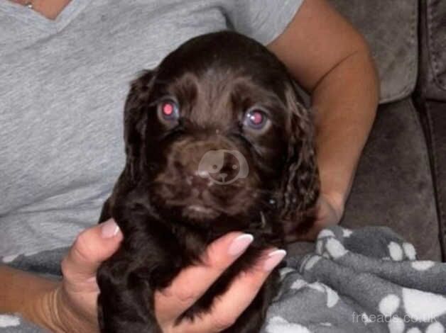 Cocker spaniel for sale in Birmingham, West Midlands - Image 1