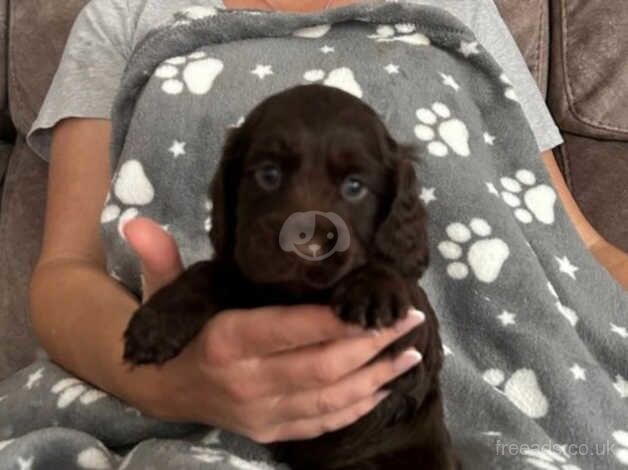 Cocker spaniel for sale in Birmingham, West Midlands - Image 2