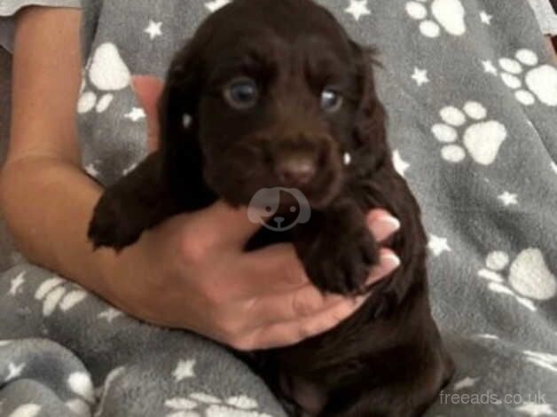 Cocker spaniel for sale in Birmingham, West Midlands - Image 3