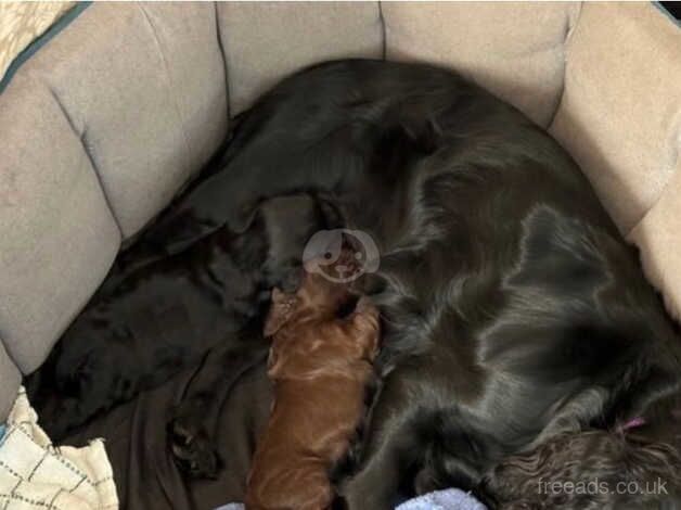 Cocker spaniel for sale in Birmingham, West Midlands - Image 4