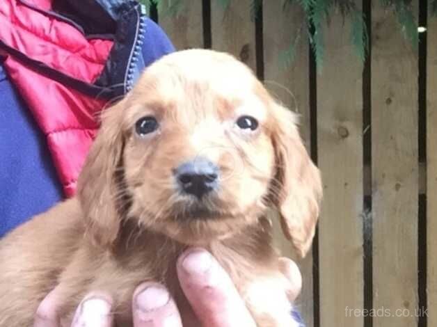 Cocker spaniel for sale in Bishop Auckland, County Durham - Image 1