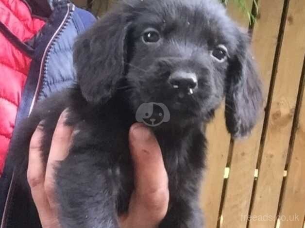 Cocker spaniel for sale in Bishop Auckland, County Durham - Image 2