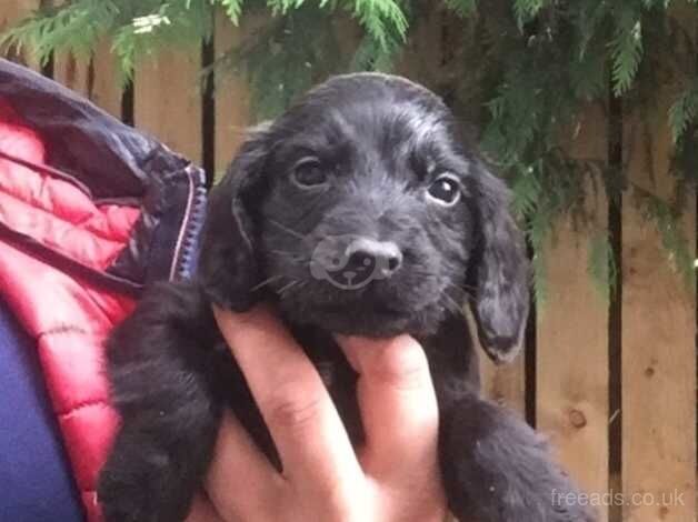 Cocker spaniel for sale in Bishop Auckland, County Durham - Image 3