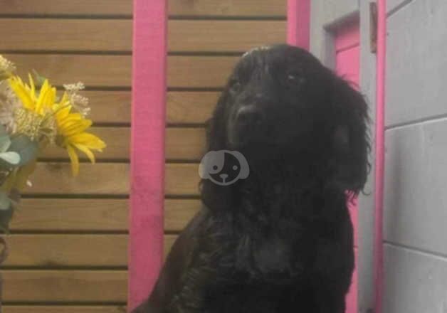 Cocker spaniel for sale in Bishop Auckland, County Durham