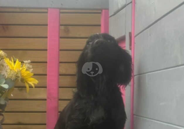 Cocker spaniel for sale in Bishop Auckland, County Durham - Image 2