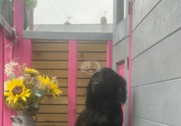 Cocker spaniel for sale in Bishop Auckland, County Durham - Image 3