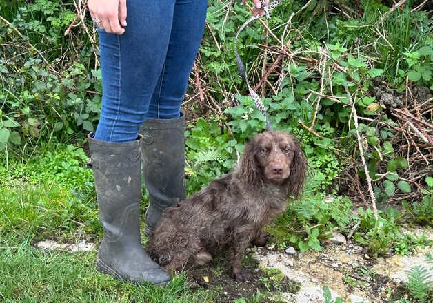 Cocker spaniel for sale in Borehamwood, Hertfordshire