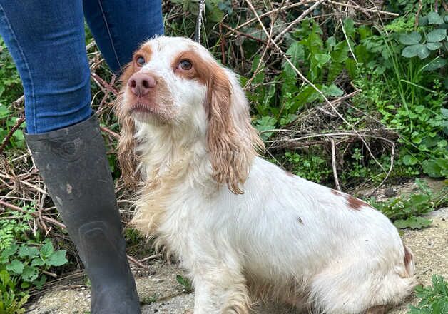 Cocker spaniel for sale in Borehamwood, Hertfordshire