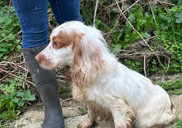 Cocker spaniel for sale in Borehamwood, Hertfordshire - Image 2